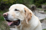 Alimentazione consigliata per Labrador in sovrappeso e con problemi articolari