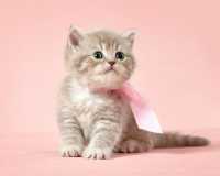 Alimentazione corretta per un cucciolo di gatto abbandonato
