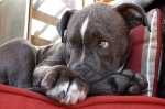 Alimentazione cucciolo Pitbull
