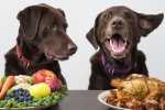 Alimentazione del cane come gestire al meglio il cibo umido ed il cibo secco