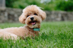 Alimentazione del cane e le erbe officinali contenute nelle crocchette Vet Line
