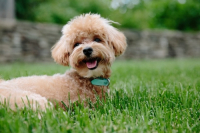 Alimentazione del cane e le erbe officinali contenute nelle crocchette Vet Line
