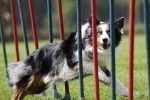 Alimentazione per Border Collie con elevata attività fisica