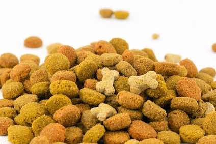 Alimentazione per cane con bilirubina alta