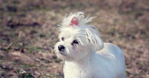 Alimentazione per cane con dermatite da Malassezia