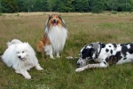 Alimentazione per cani con trigliceridi alti