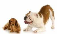 Alimentazione per cani meticci