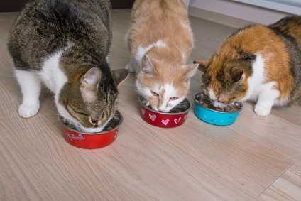 Alimentazione per gatta con problemi urinari