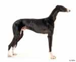 Alimentazione per un cane Galgo di 2 anni con problemi intestinali
