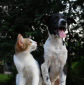 Alimenti per cani e gatti, Offerta della settimana