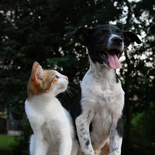 Alimenti per cani e gatti, Offerta della settimana