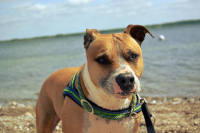 American Pitbull Terrier: l’alimentazione ideale per sviluppare la muscolatura