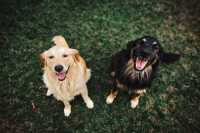 Anemia emolitica immunoereditaria per una cagnolina, cosa fare?