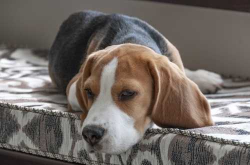 Le patologie leggere del cane: l'alimentazione può fare la differenza?