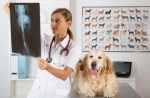 Artrosi e artrite nel cane: corretta alimentazione e condroprotettori per cani