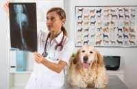 Artrosi e artrite nel cane: corretta alimentazione e condroprotettori per cani
