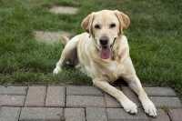 Bilanciamento cibo umido e secco per Labrador