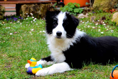 Brit Care per Cani: Crocchette di Qualità per una Salute Ottimale