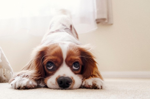 Cagnolina che dopo la sterilizzazione non fa più i bisogni sulla traversa: cause e soluzioni