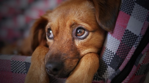 Cagnolina molto paurosa, come comportarsi?