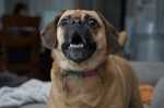 Cane abbaia e salta addosso a chiunque entri in casa, come gestirlo?