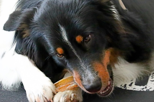 Cane affetto da insufficienza mitralica