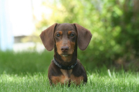 Cane agitato, affamato e sempre in cerca di attenzioni? Ecco come aiutarlo