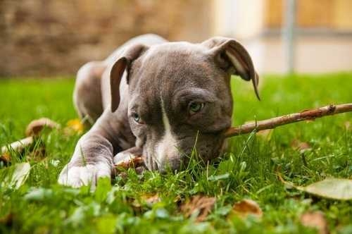 Cane Amstaff con improvviso prurito, da cosa può dipendere?