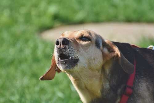 La carne fresca, perché il tuo cane non può farne a meno