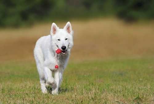Cane che beve molto, da cosa può dipendere?