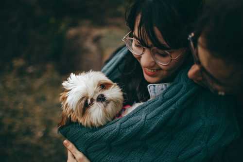 Cane che ha partorito con successivi problemi urinari