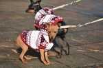 Cane che non accetta la pettorina, come fare?