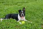 Cane che non gradisce coccole e carezze
