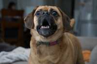 Cane che salta addosso, cosa fare?