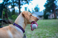 Cane che tende a mordere durante il gioco