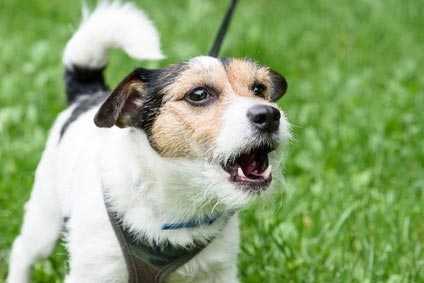 Cane che ulula quando lasciato da solo