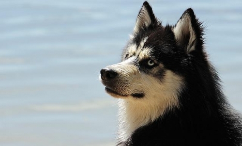 Cane con linfonodo gonfio che inizia a zoppicare