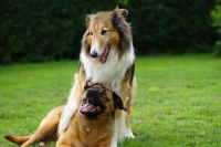 Cane con patologia dell'idrocefalo in forma lieve
