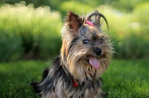 Cane con problemi di digestione