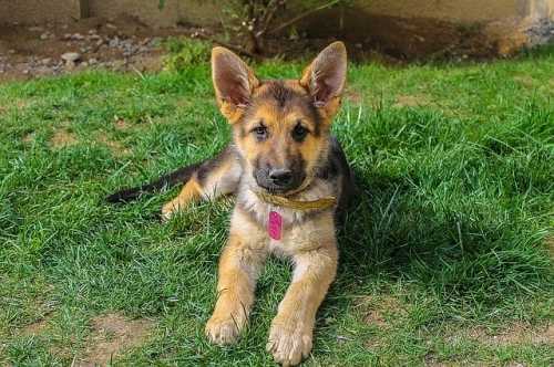 Cane con soffio al cuore, cosa fare? Esempio pratico