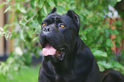 Le principali patologie del cane: come riconoscerle?