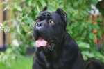 Cane Corso con problemi di struvite