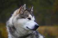 Cane e neonato che gattona