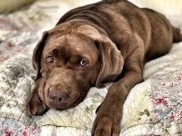 Cane iperprotettivo e aggressivo, come gestirlo?