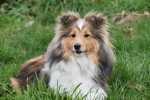 Cane pauroso, come gestirlo?