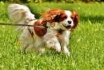 Cane possessivo, come comportarsi?