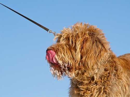 Cane traumatizzato che non riesce a stare da solo
