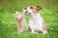 Cani, gatti e pulizie di casa al tempo del Covid-19