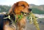 Caratteristiche nutrizionali degli alimenti secchi ed umidi per cani Monge