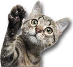 Carenze alimentari e fenomeni allergici per un gatto di 16 anni